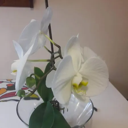 La Casa Degli Archi *