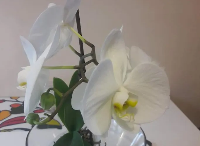 La Casa Degli Archi *